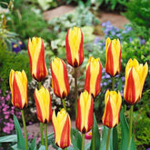 Hectarul - Bulbi de lalele Hitparade, 5 bulbi